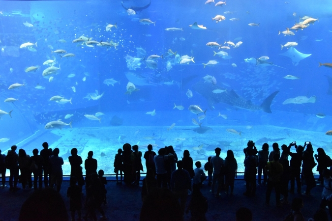 GENOVA e l’ACQUARIO: il più grande d'Europa Gite in giornata