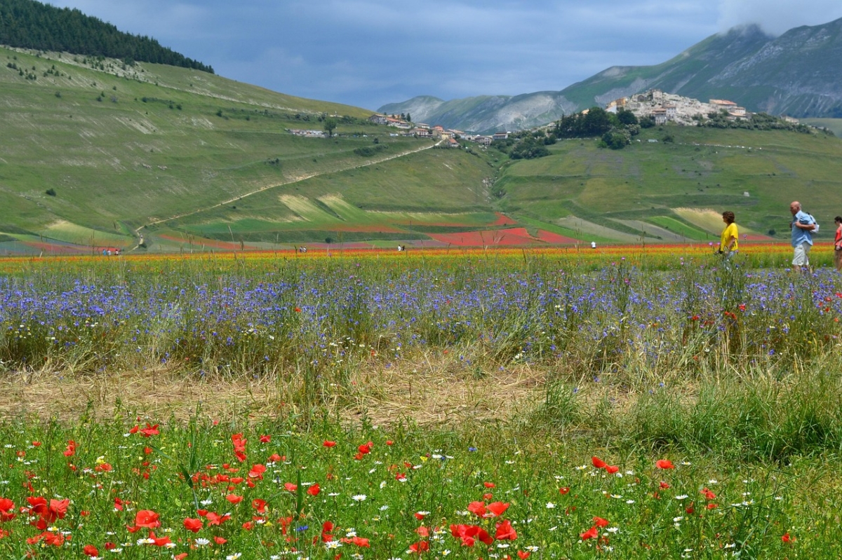 CASTELLUCCIO di NORCIA e la fioritura delle lenticchie